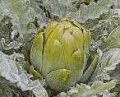 Artichoke